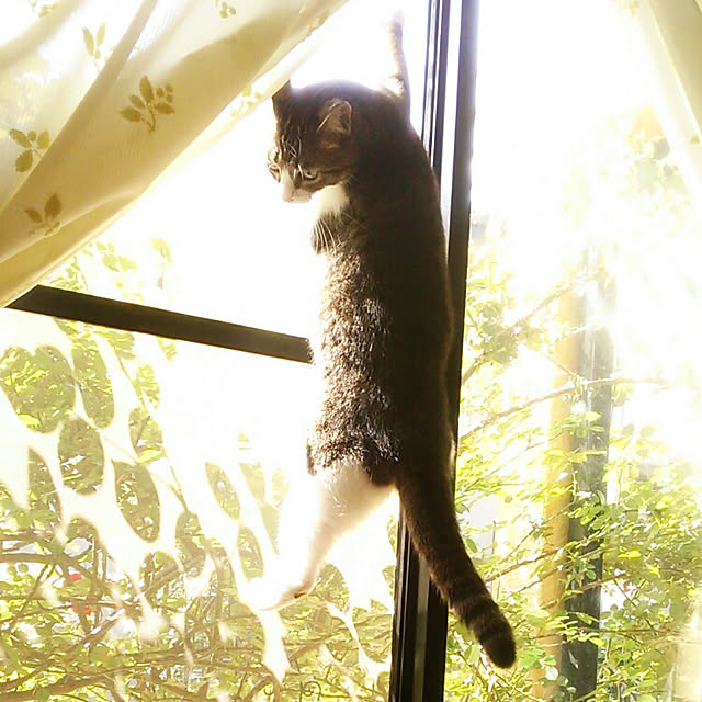 Tomopさんの実例写真