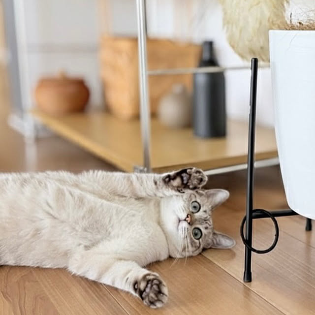 amさんの実例写真