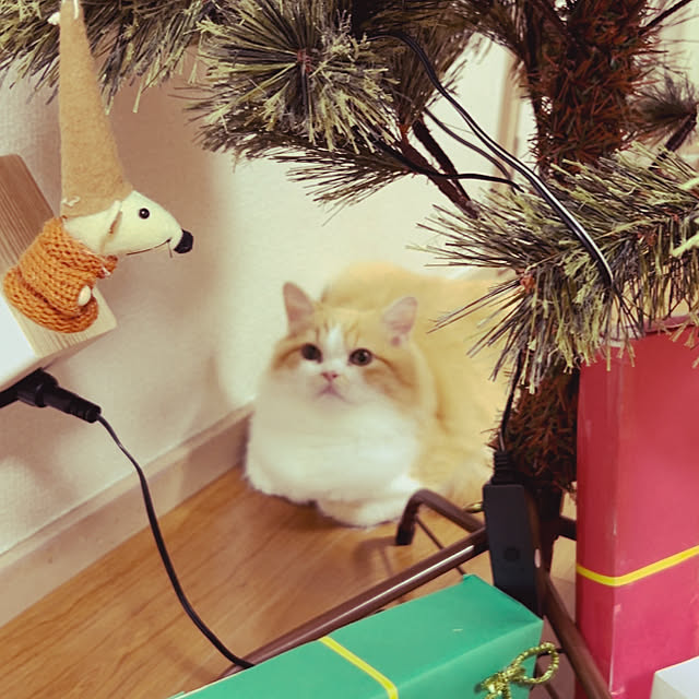 junさんの実例写真