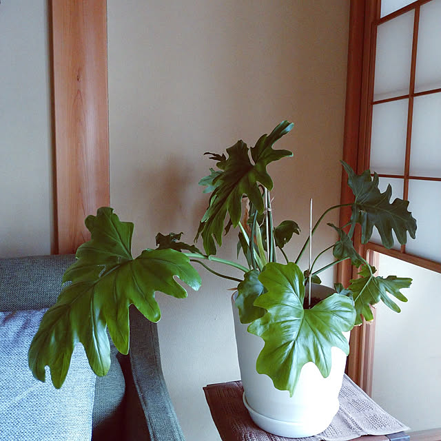 tomokoさんの実例写真
