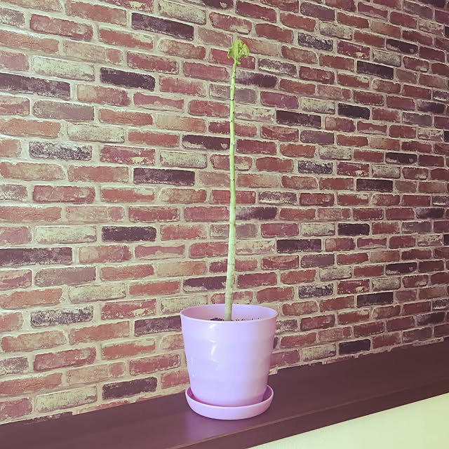 maritopさんの実例写真