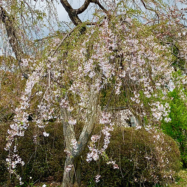 Shinamonさんの実例写真