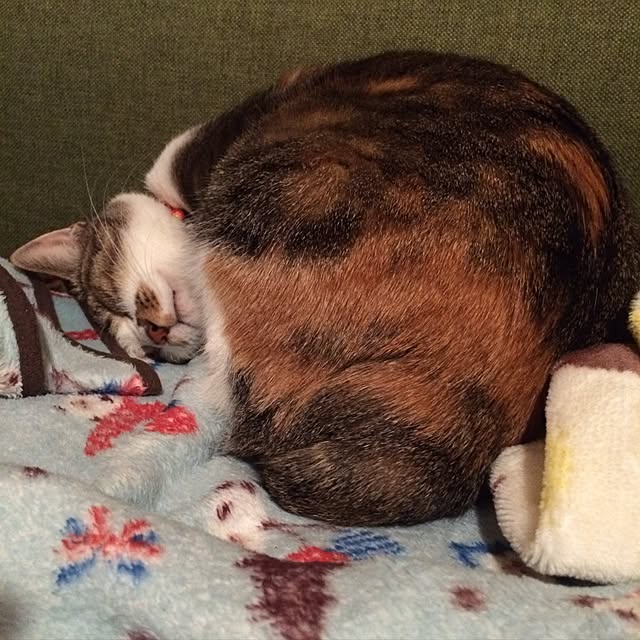 macokaさんの実例写真