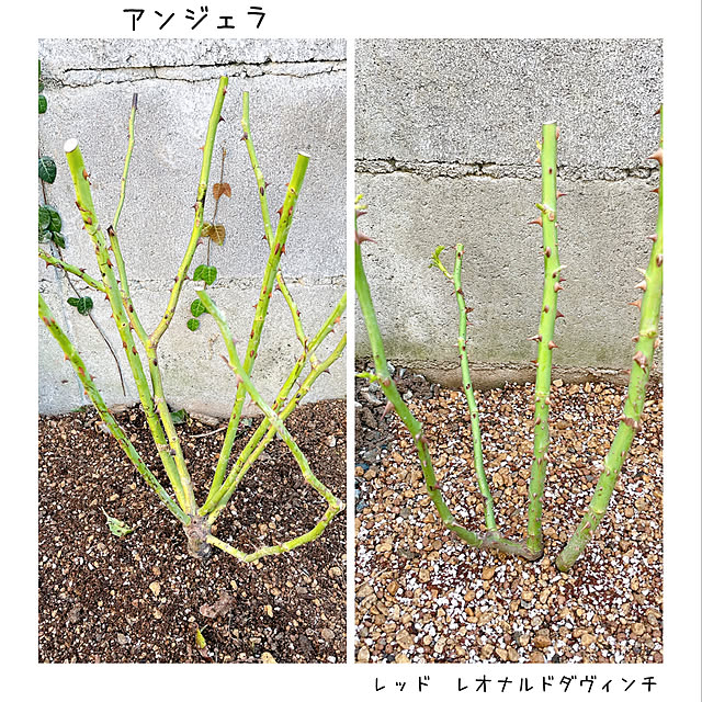 mamさんの実例写真