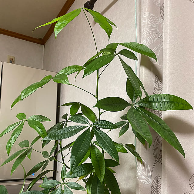 観葉植物/リビングのインテリア実例 - 2020-08-20 20:26:26