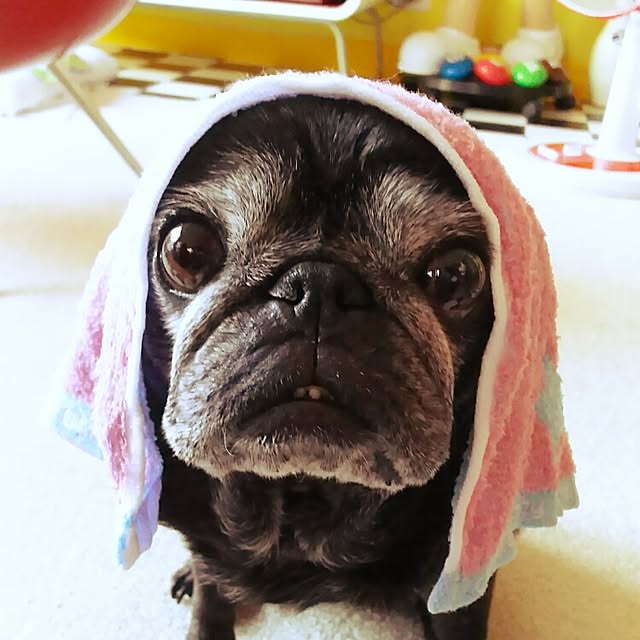 kuupugさんの実例写真