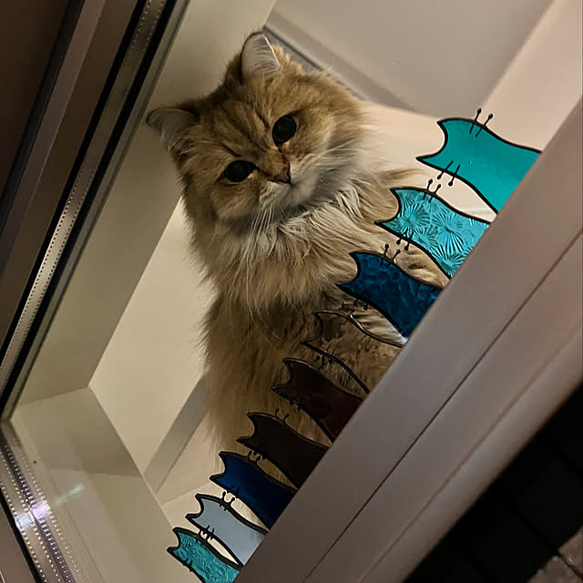 furitamaさんの実例写真