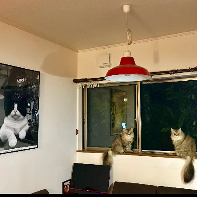 butachanさんの実例写真