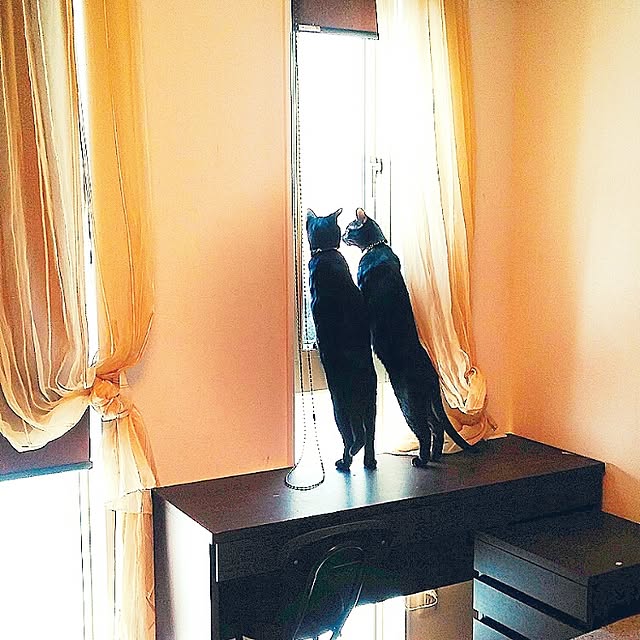 机/黒猫/黒猫って写真撮るの難しい/寒い日/ねこと暮らす。...などのインテリア実例 - 2017-01-25 10:03:33