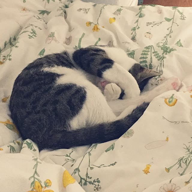 sinさんの実例写真
