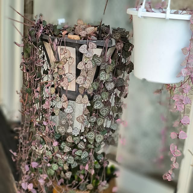 koyutan-mjmさんの部屋