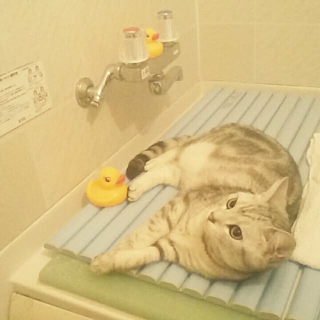 simaumaさんの実例写真