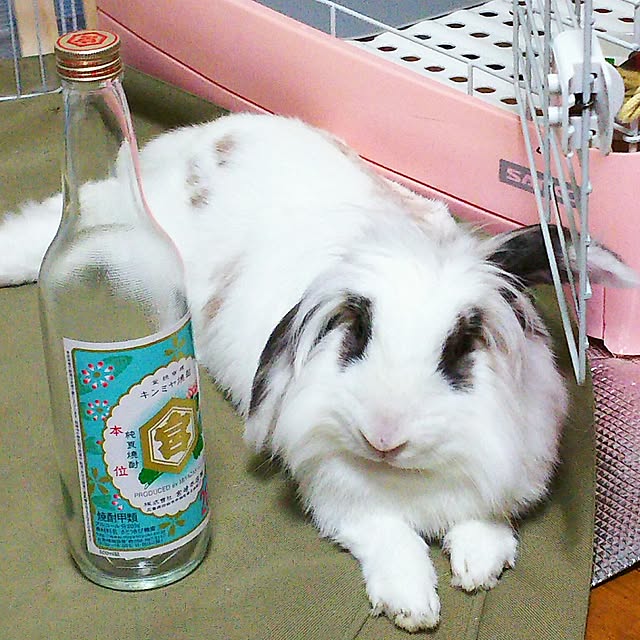 WASABIさんの実例写真