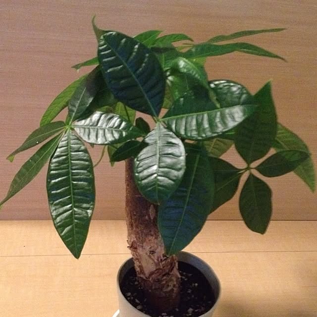 eriさんの実例写真