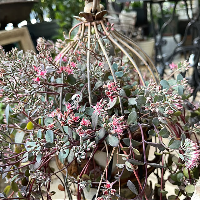 shiropenguinさんの部屋