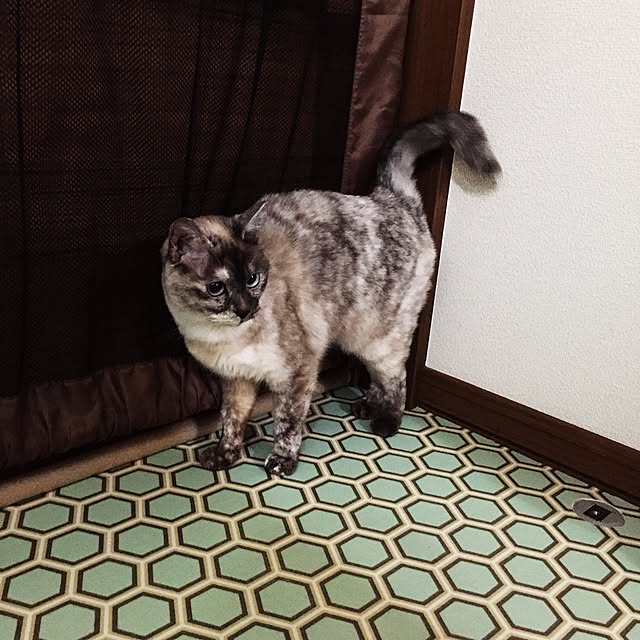 Hitomiさんの実例写真