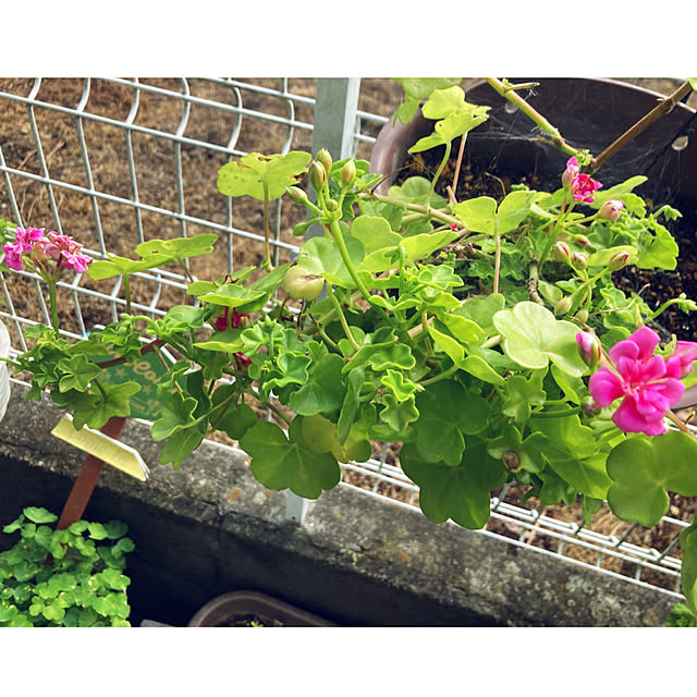 CoCo0617さんの部屋