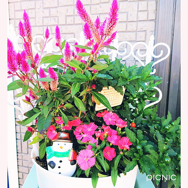 Miyumamaさんの実例写真
