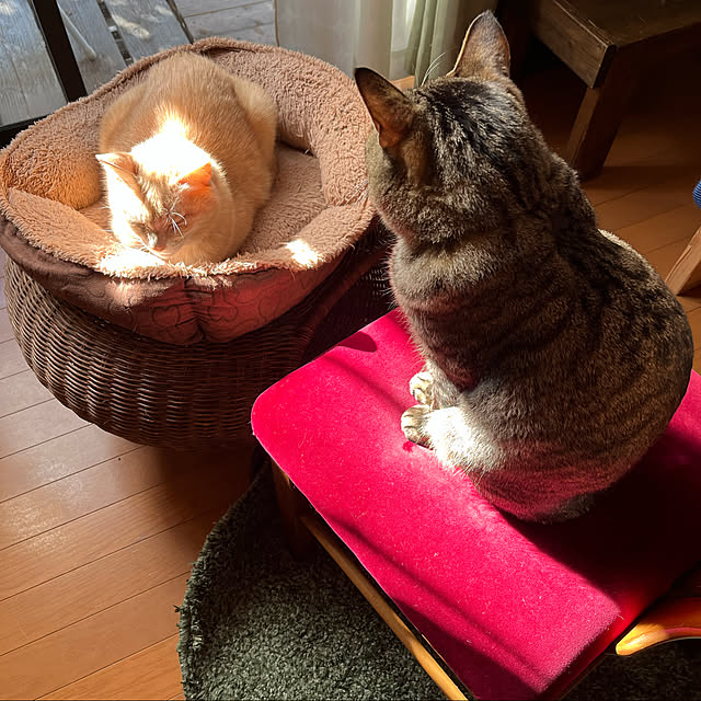mikan161さんの実例写真