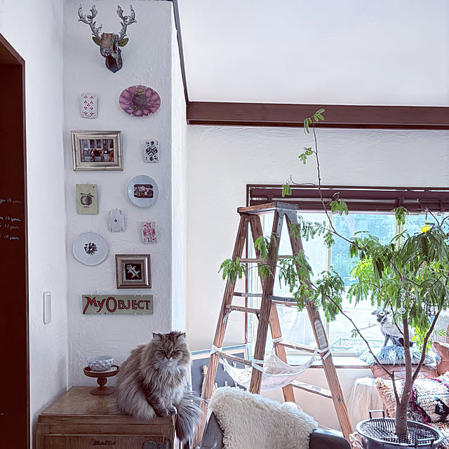 Megumiさんの実例写真