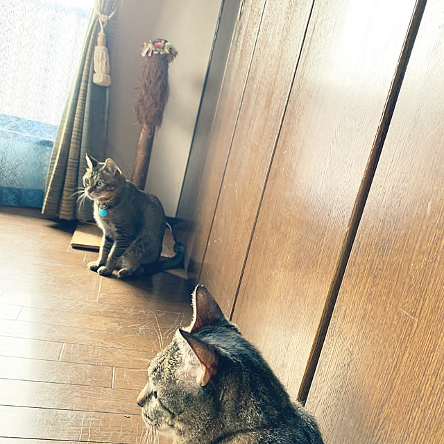 gaacoさんの実例写真