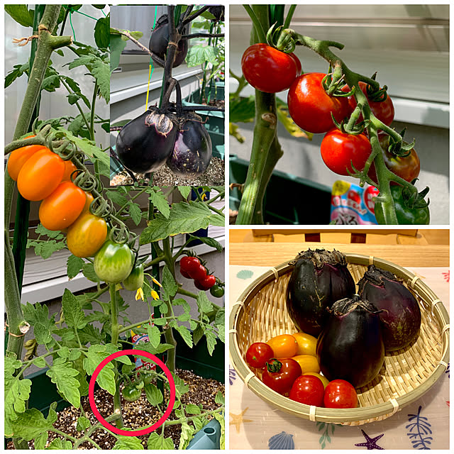 koko_hikaさんの実例写真