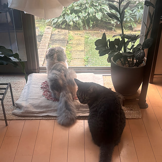 greycatsさんの部屋