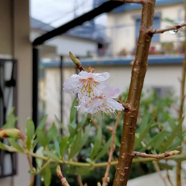 masaさんの実例写真