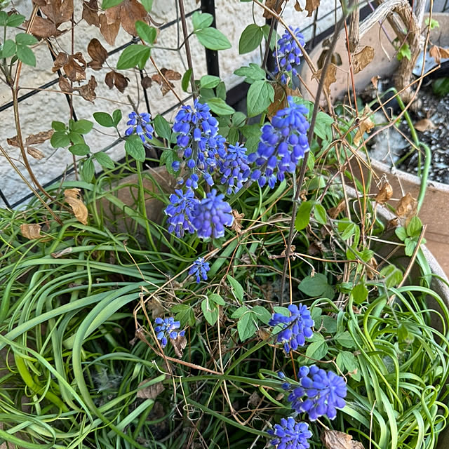 mamizaさんの部屋