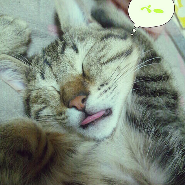 jaja.mamepukuさんの実例写真