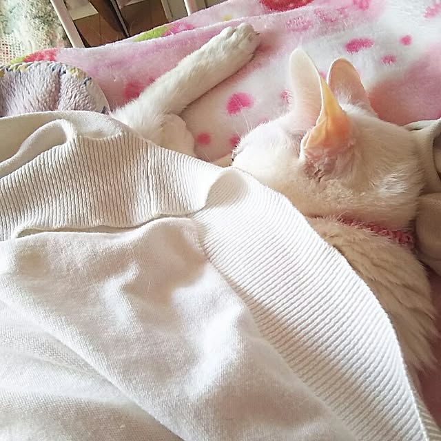 sakuraさんの実例写真