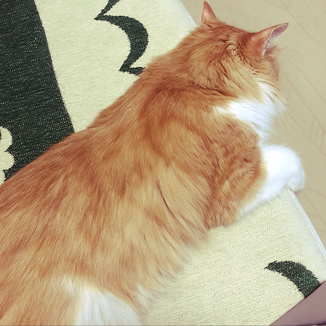 uchidaizuさんの実例写真