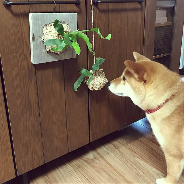 kinakontasuさんの実例写真