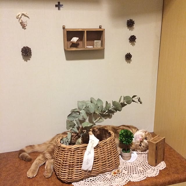 玄関/入り口/ねこ/ディスプレイはおかしいですが/どこにいるか一瞬わからなかった/松ぼっくり...などのインテリア実例 - 2014-07-06 10:44:38