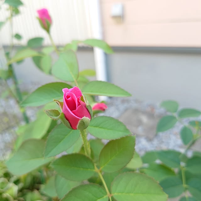 fleur-mamanさんの部屋