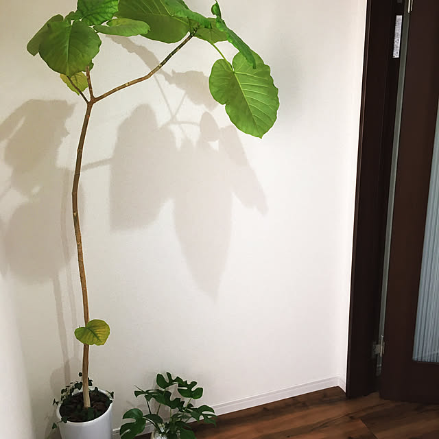 観葉植物/玄関/入り口のインテリア実例 - 2020-01-18 14:53:51