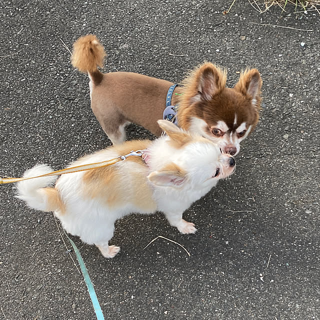 chIoeさんの実例写真