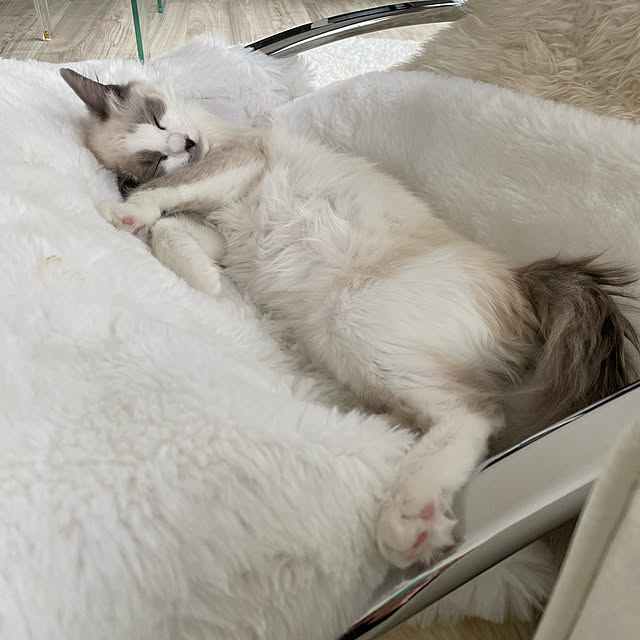 gingerwynksさんの実例写真