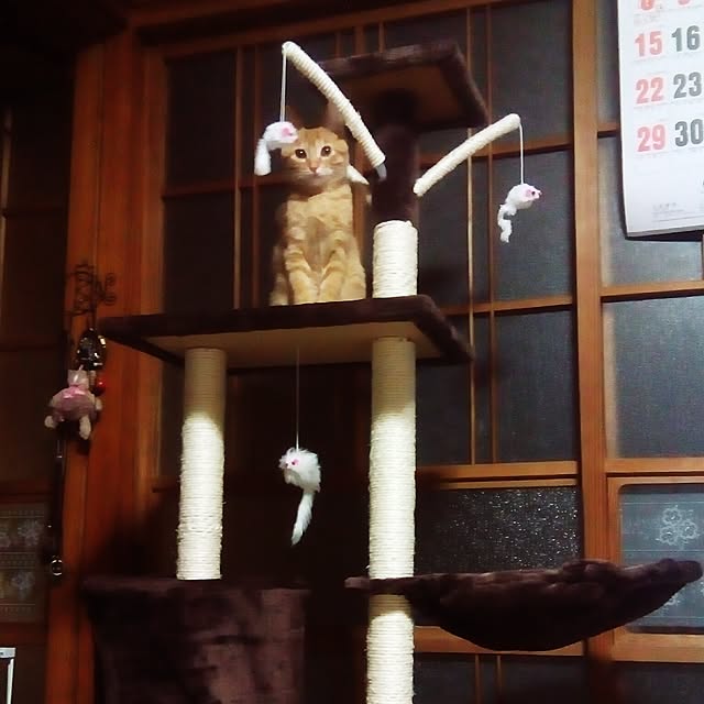 Charlieさんの実例写真