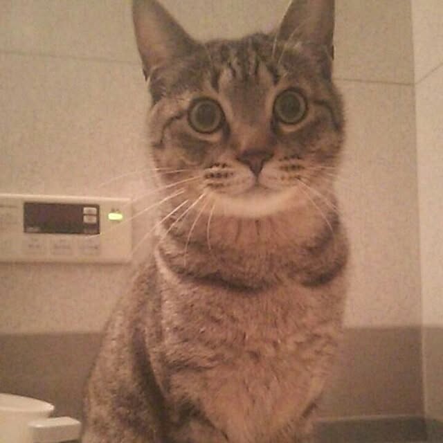 nenekoさんの実例写真