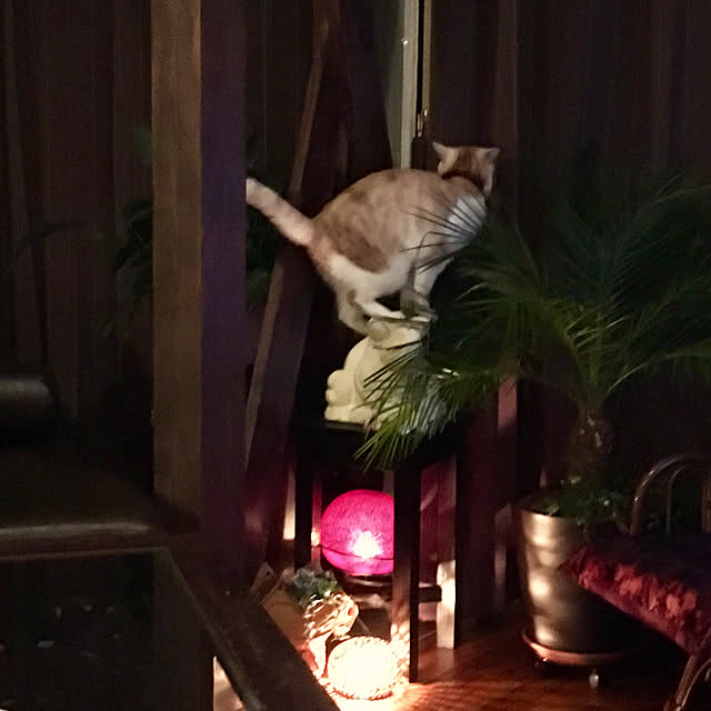 aiaiさんの実例写真
