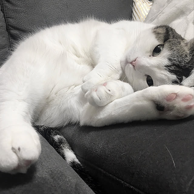 SUUさんの実例写真