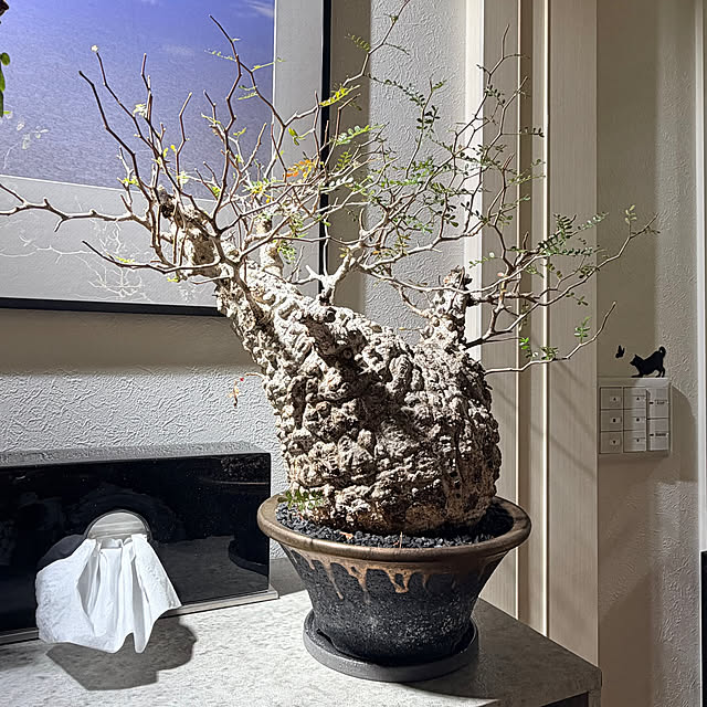 nuruiさんの実例写真