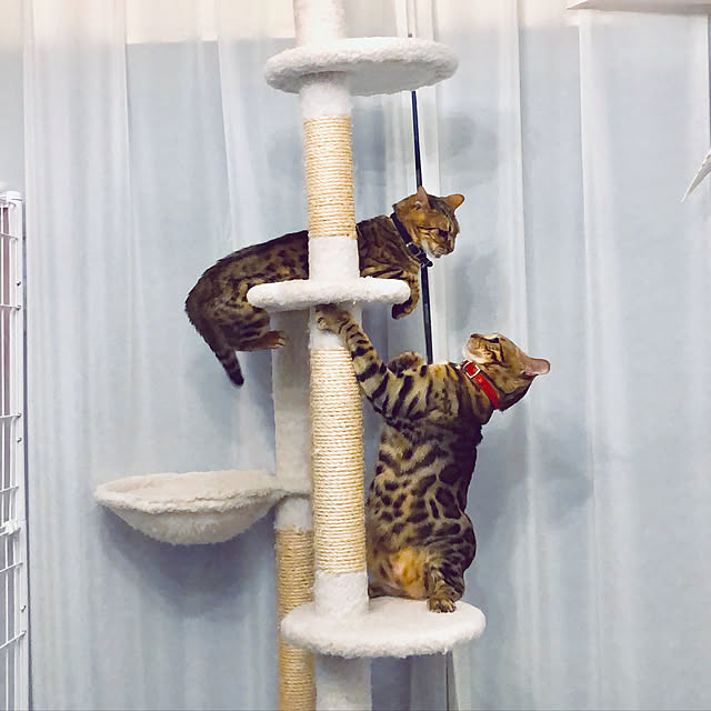 iranさんの実例写真