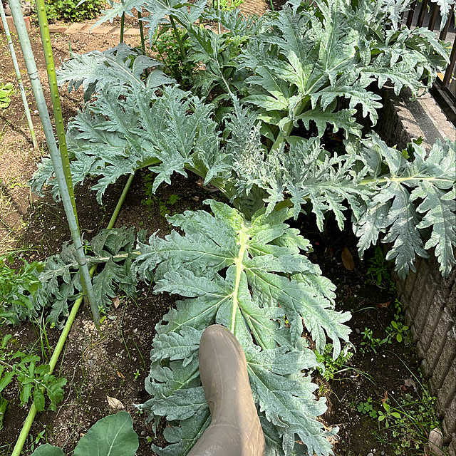 botanさんの実例写真