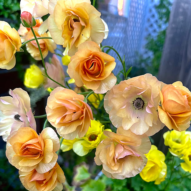 hinamamaさんの部屋