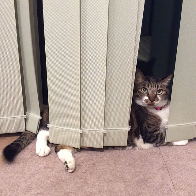 houenさんの実例写真