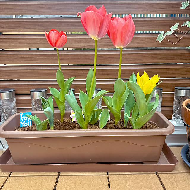 miyuさんの実例写真