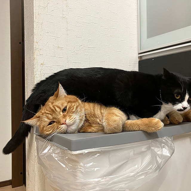 nekoさんの実例写真