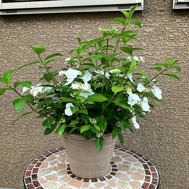 eshinobumさんの部屋